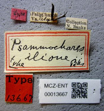 Media type: image;   Entomology 13667 Aspect: labels